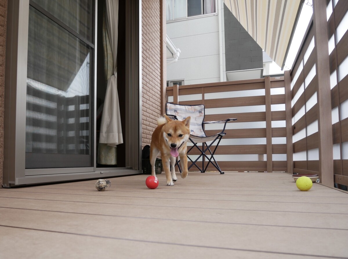 愛犬のためのお庭づくり専門店 わんライフガーデン 豆柴 和泉市 大阪府