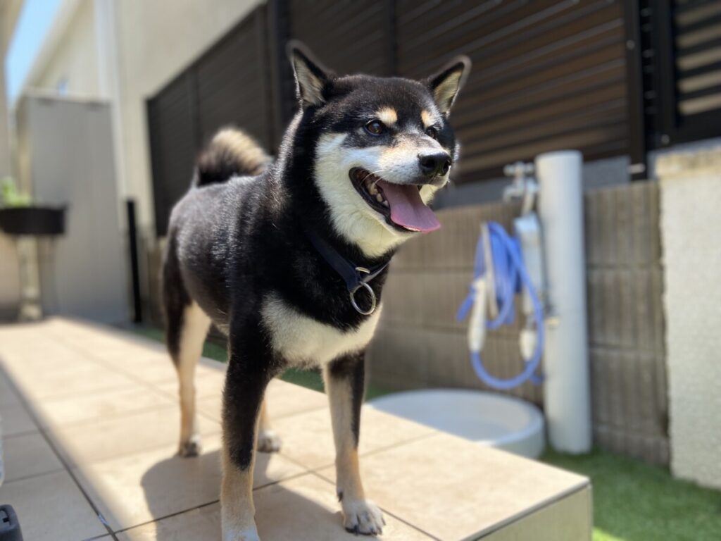 堺市あんこちゃんのお庭
