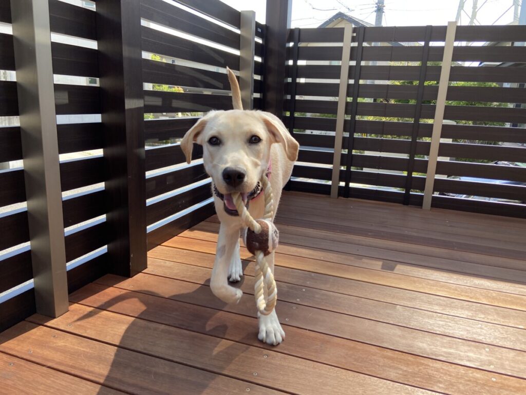 和泉市ラブラドールきなこちゃんのお庭